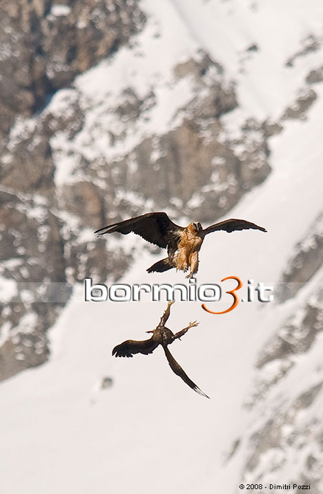 Duello aereo Aquila Gipeto