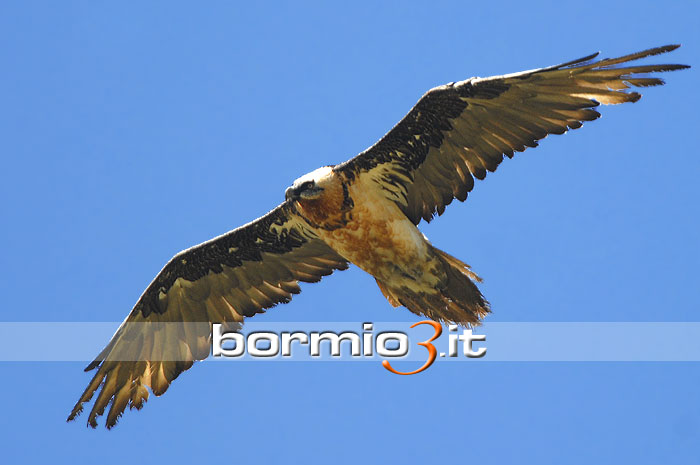 Il Gipeto in volo in una splendida giornata estiva