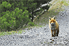 Immagine di una volpe nel Parco dello Stelvio